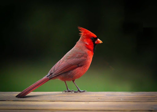 Bird