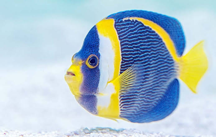 Fish